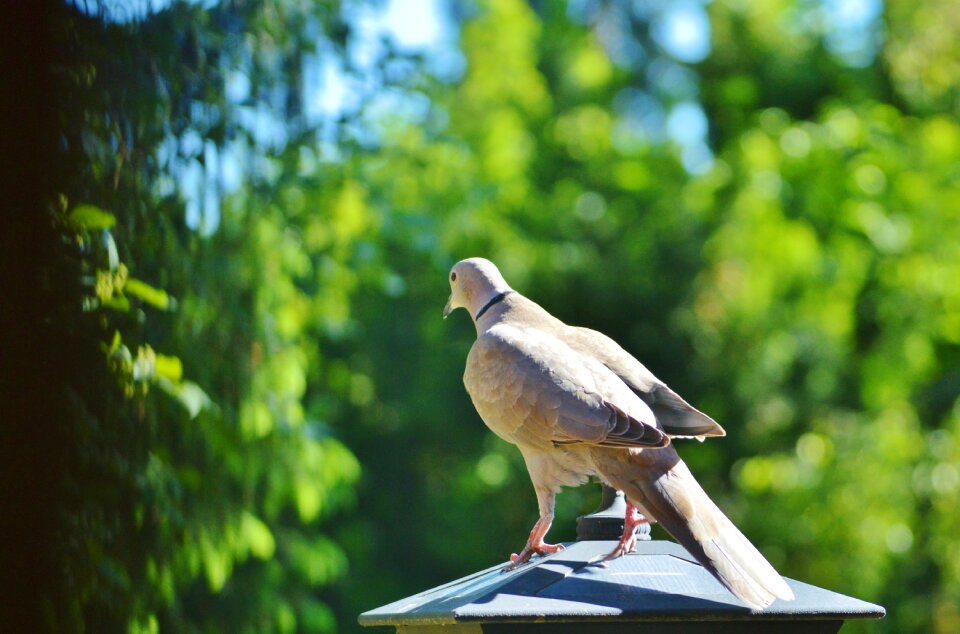 Nature city pigeon poultry