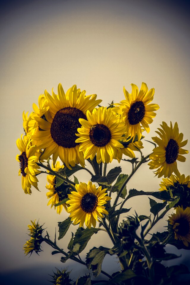 Close up yellow helianthus photo