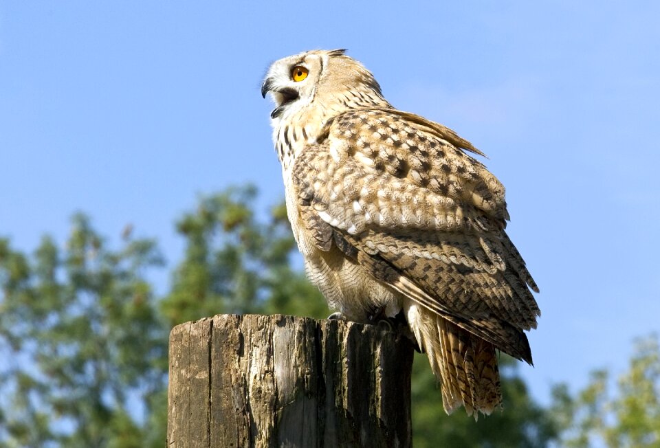 Bird zoo beak