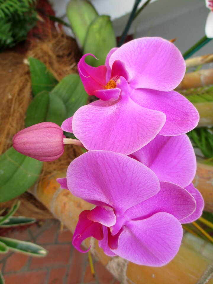 Pink nature blossom