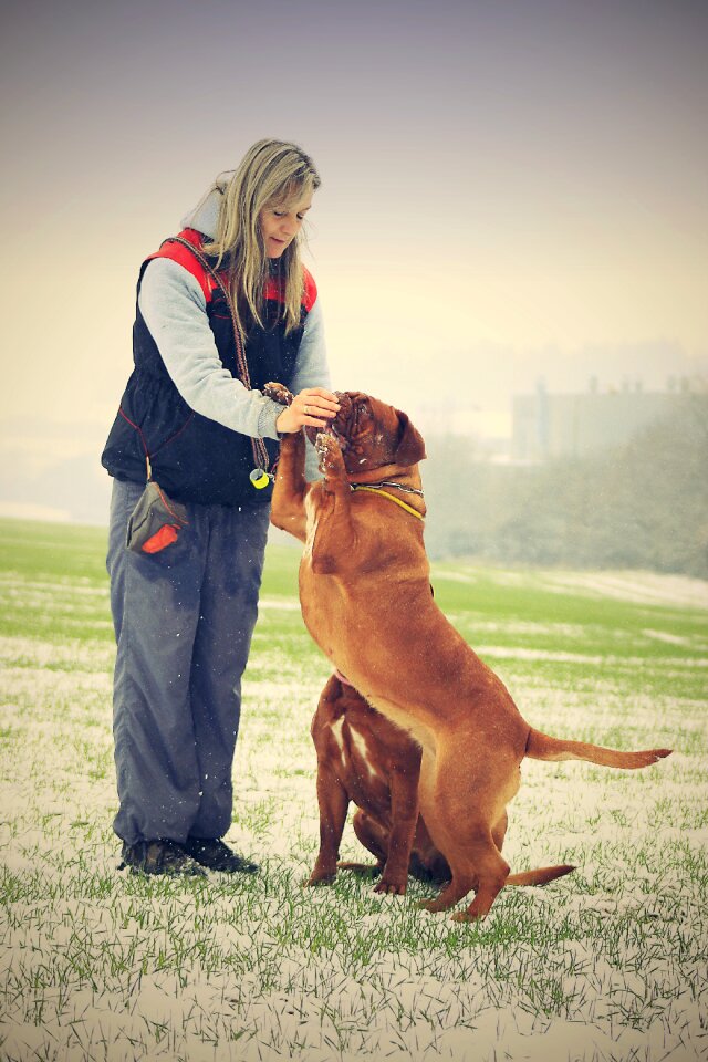 Dogue white mastiff