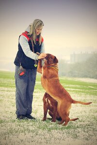 Dogue white mastiff