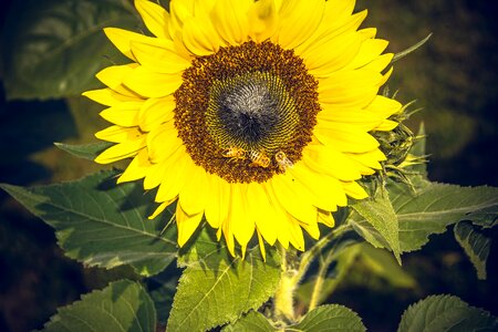 Close up yellow helianthus photo