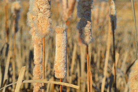 Prairie plant wetland