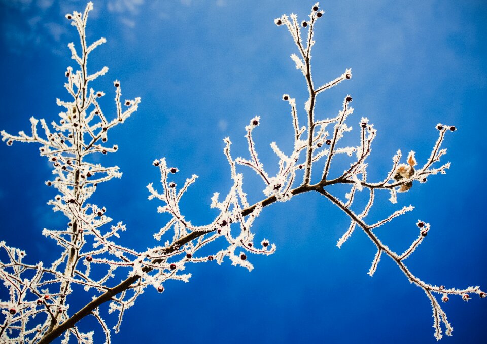 Frozen branch twigs