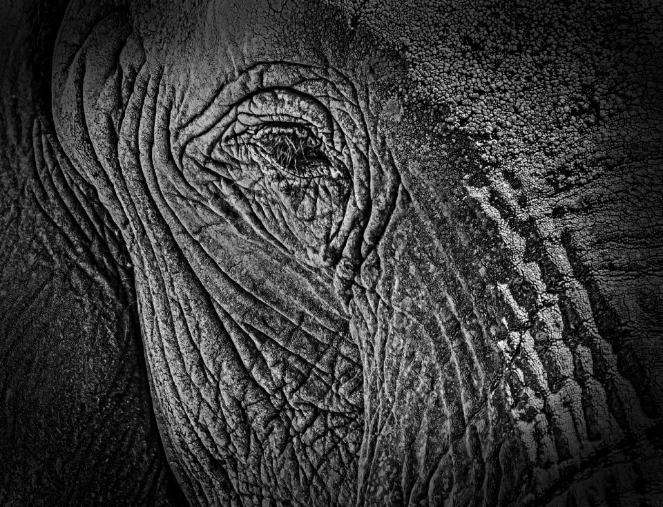 Animals wildlife art