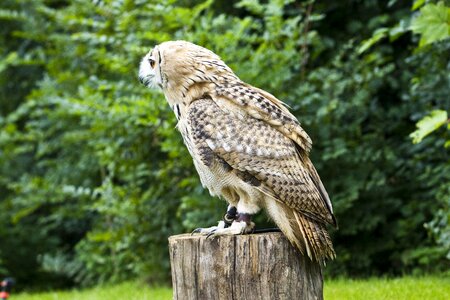 Bird zoo beak