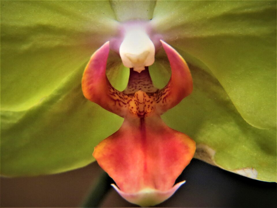 Orchid yellow bloom