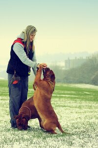 Dogue white mastiff