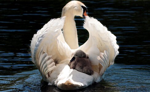 White swan water lake photo