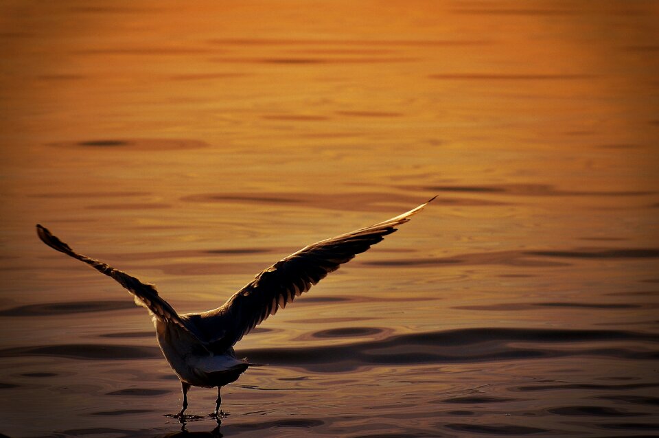 Animal world lake bird