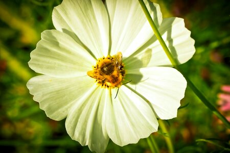 Bloom plant nature