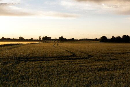 Arable plant green