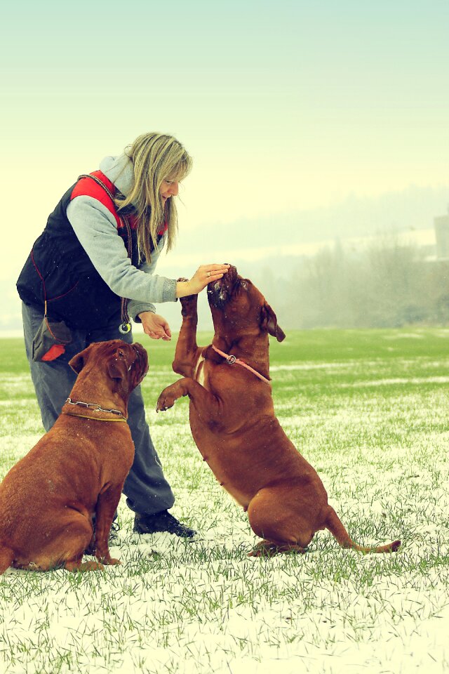 Dogue white mastiff