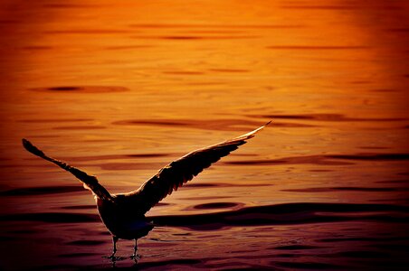 Animal world lake bird photo