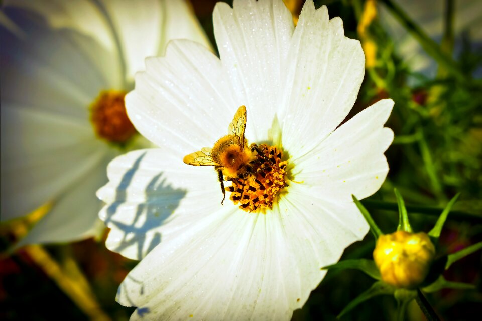 Bloom plant nature