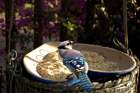 Feeding time garden nature