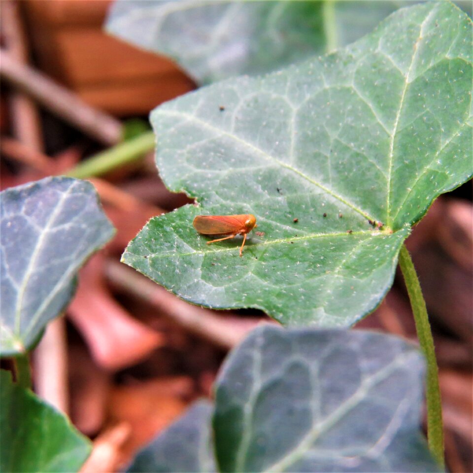 Ivy green leaf