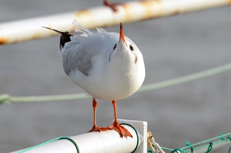 Gulls birds larus ridibundus photo