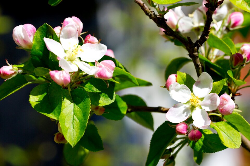 Apple bud spring