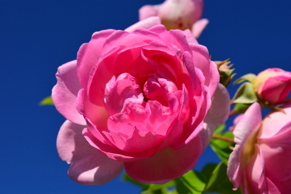 Flower blossom bloom