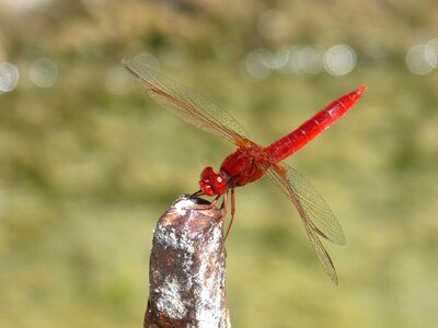 Erythraea crocothemis winged insect dragonfly