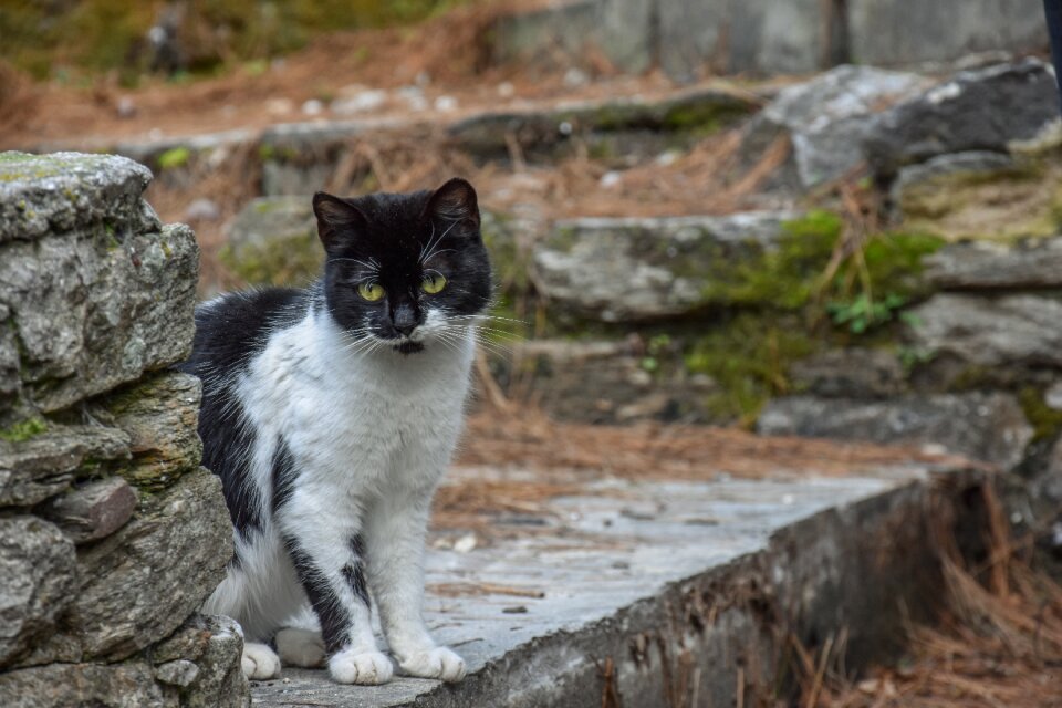 Black cat pet domestic