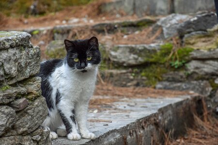 Black cat pet domestic photo