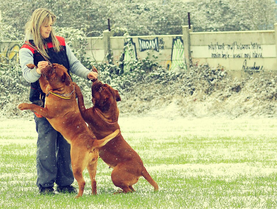 Dogue white mastiff