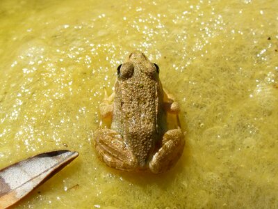 Tiny batrachian raft
