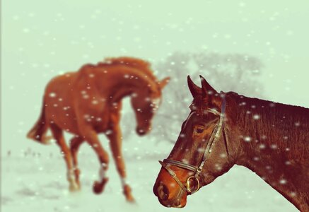 Snow animal nature
