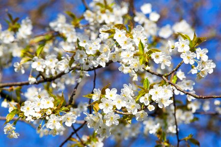 Bloom white flowering trees photo