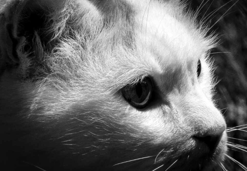 Animals nature natural