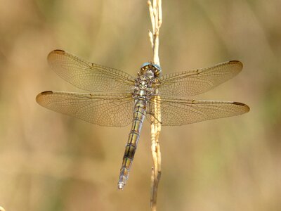 Detail winged insect stem