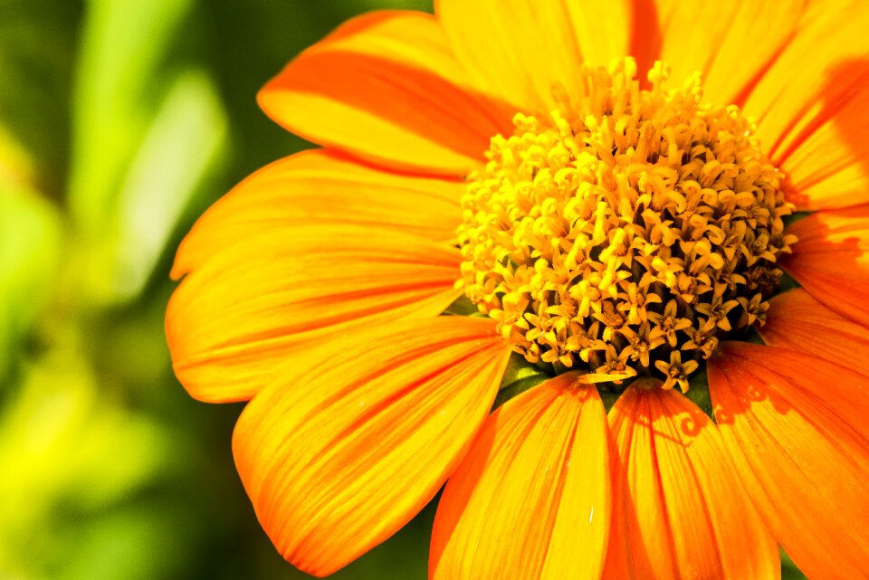 Botanical flower orange