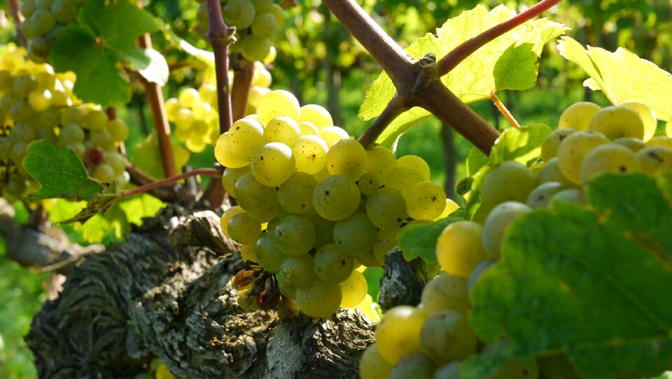Wine food alcohol