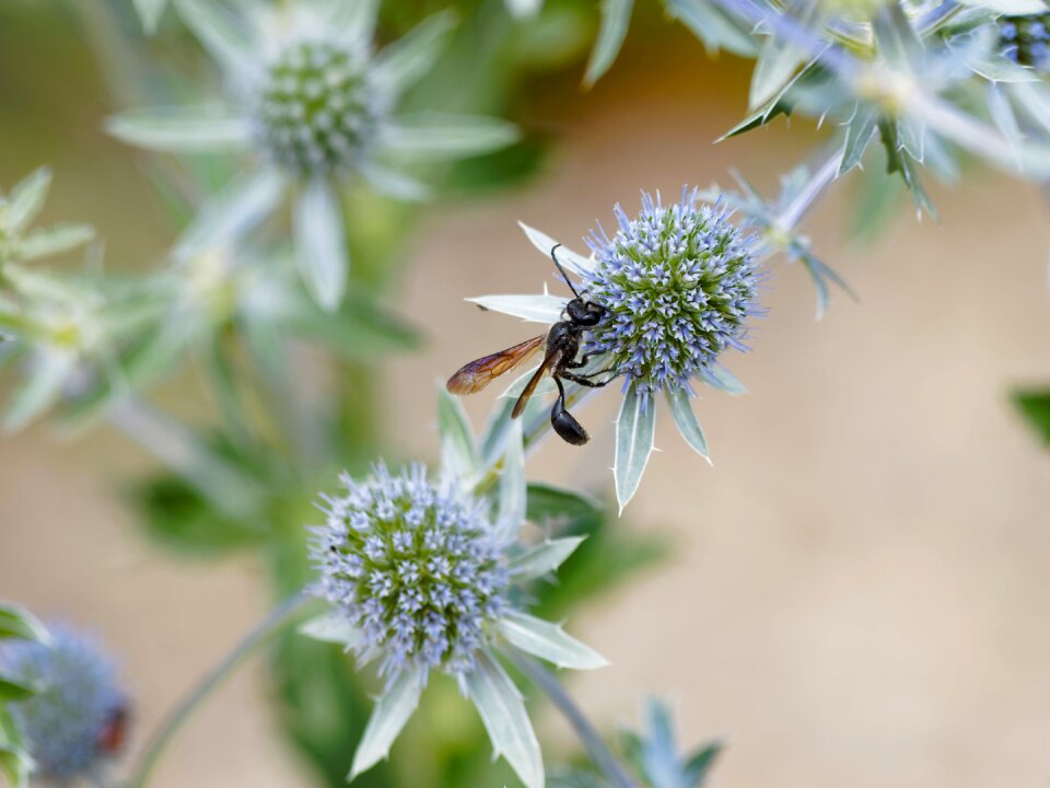 Wasp auplopus nature