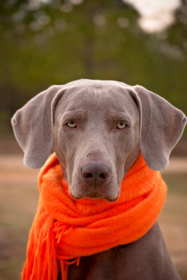 Pet canine purebred