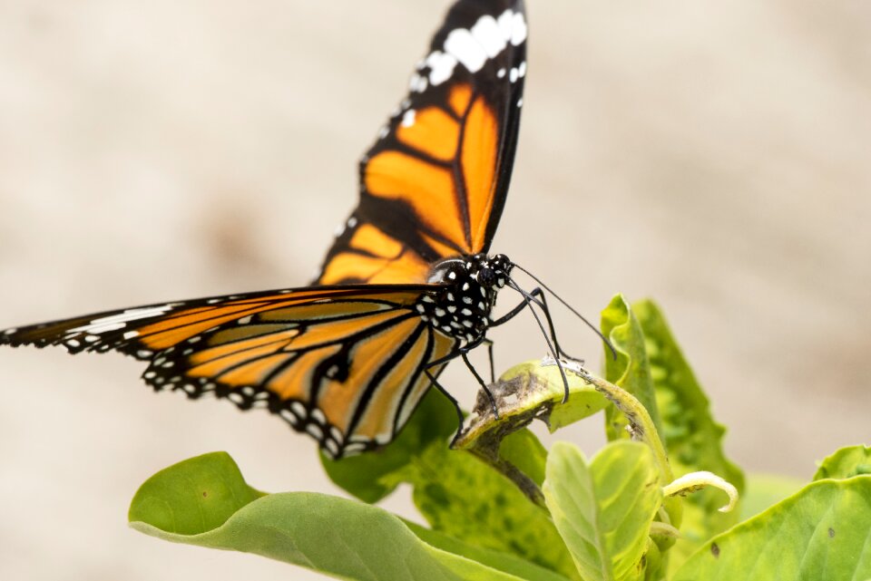 Colorful insect nature