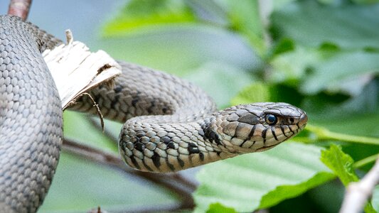 Nature reptile animal