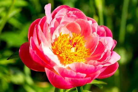 Close up ornamental plant double flower