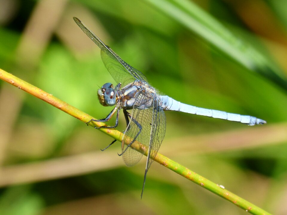 Orthetrum coerulescens wetland greenery photo