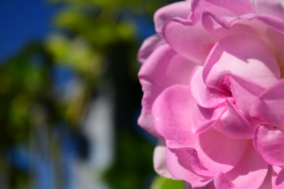 Flower blossom bloom