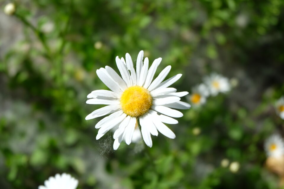 Flower plant greens
