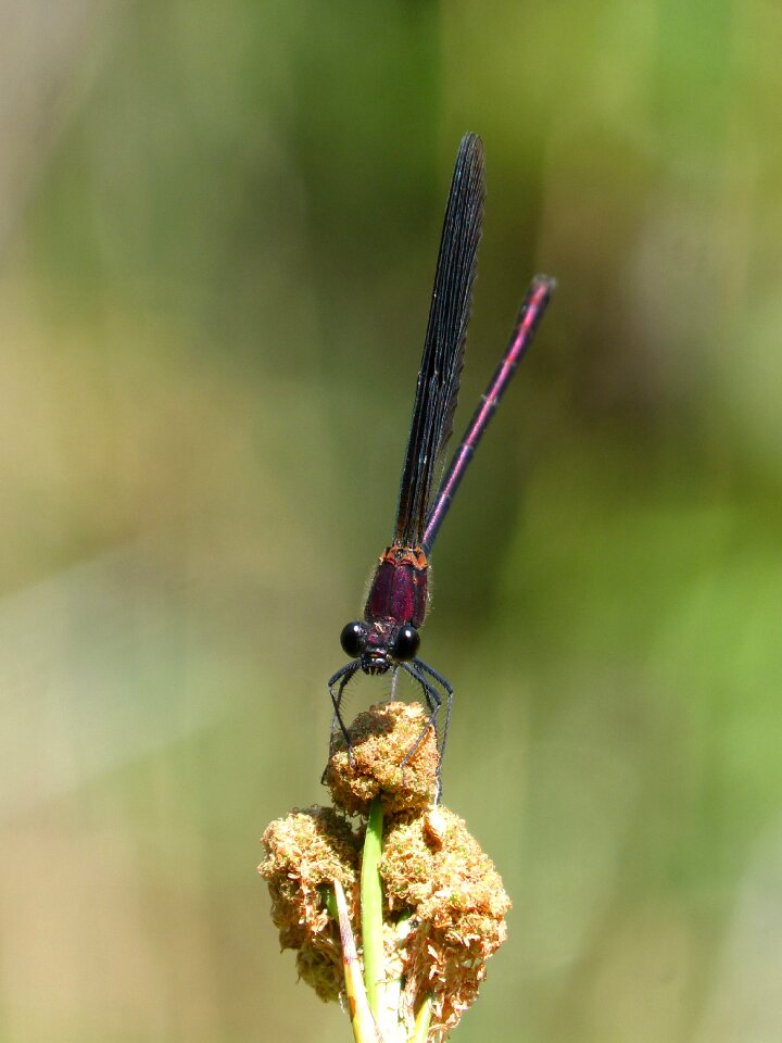Wetland greenery winged insect
