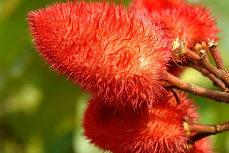 Flower nature garden