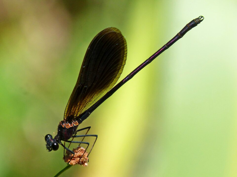 Wetland greenery winged insect