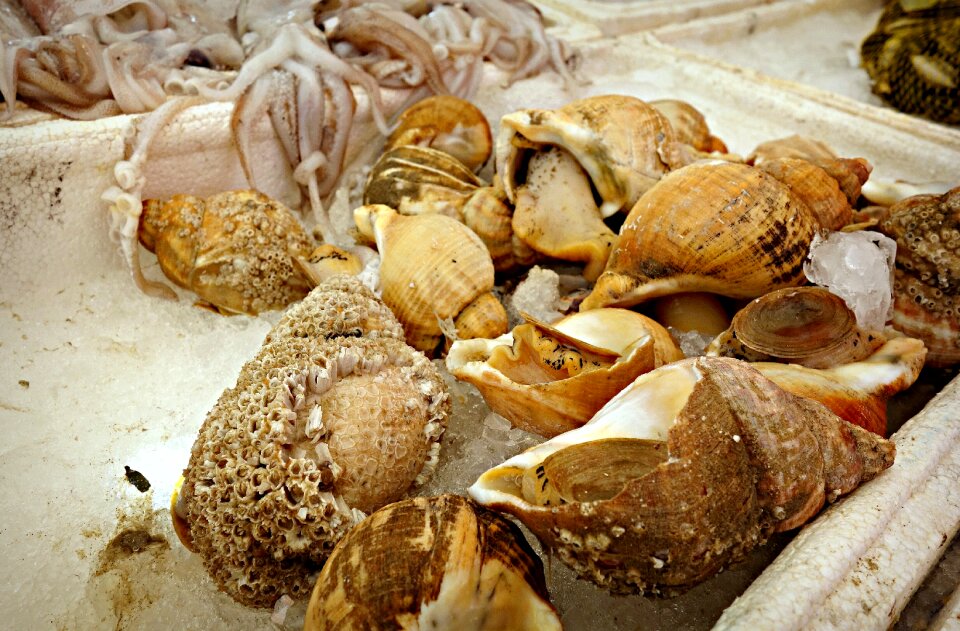 Animal seafood conch