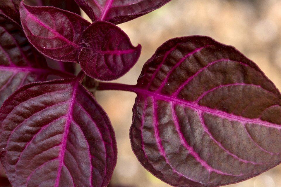 Nature plant leaves