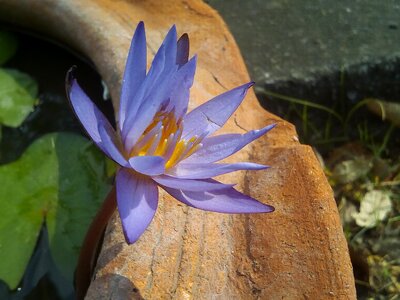 Flowers lotus lake purple lotus